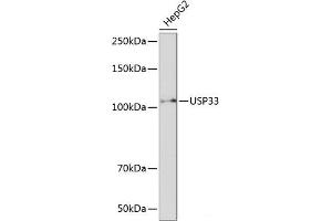 Western blot analysis of extracts of HepG2 cells using USP33 Polyclonal Antibody at dilution of 1:1000. (USP33 Antikörper)