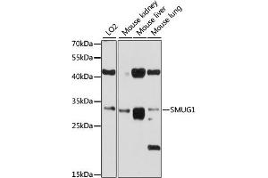 Western blot analysis of extracts of various cell lines, using SMUG1 antibody (ABIN6132673, ABIN6148159, ABIN6148160 and ABIN6214324) at 1:1000 dilution. (SMUG1 Antikörper  (AA 1-270))