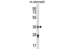 Western Blotting (WB) image for anti-Phospholipid Scramblase 4 (PLSCR4) antibody (ABIN2997651) (PLSCR4 Antikörper)