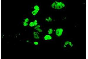 Immunofluorescence (IF) image for anti-GATA Binding Protein 4 (GATA4) (AA 296-442) antibody (ABIN1491353)