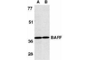 Western Blotting (WB) image for anti-Tumor Necrosis Factor (Ligand) Superfamily, Member 13b (TNFSF13B) (AA 254-269) antibody (ABIN2479517) (BAFF Antikörper  (AA 254-269))