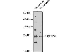Western blot analysis of extracts of various cell lines, using UQCRFS1 antibody  at 1:1000 dilution. (UQCRFS1 Antikörper  (AA 79-274))