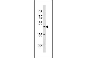 SGCE Antibody (C-term) (ABIN1881798 and ABIN2843211) western blot analysis in  cell line lysates (35 μg/lane).