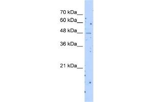 Western Blotting (WB) image for anti-Solute Carrier Family 22 (Organic Cation Transporter), Member 23 (SLC22A23) (Middle Region) antibody (ABIN2783846)