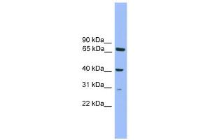 WB Suggested Anti-Rfxap Antibody Titration: 0.