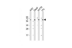 All lanes : Anti-YY1 Antibody (Center) at 1:2000 dilution Lane 1: A431 whole cell lysate Lane 2: Daudi whole cell lysate Lane 3: HuT78 whole cell lysate Lane 4: Y79 whole cell lysate Lysates/proteins at 20 μg per lane. (YY1 Antikörper  (AA 210-239))