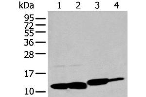 Western blot analysis of HT-29 Hela and Jurkat cell Rat brain tissue lysates using MIF Polyclonal Antibody at dilution of 1:200 (MIF Antikörper)