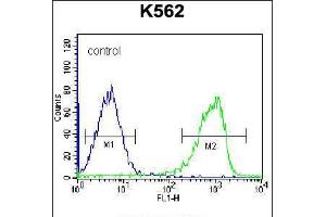 Flow cytometric analysis of K562 cells (right histogram) compared to a negative control cell (left histogram). (ZNF623 Antikörper  (C-Term))