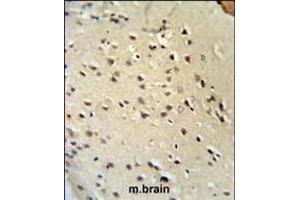 Lamin B1 Antibody (C-term) (ABIN390511 and ABIN2840865) IHC analysis in formalin fixed and paraffin embedded mouse brain tissue followed by peroxidase conjugation of the secondary antibody and DAB staining. (Lamin B1 Antikörper  (C-Term))