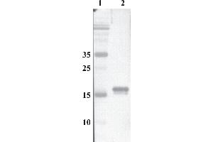 Western Blot testing of anti-MANF monoclonal antibody. (MANF Antikörper)