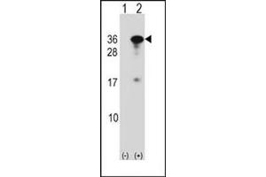 Western blot analysis of RYBP (arrow) using RYBP Antibody (N-term) Cat. (RYBP Antikörper  (N-Term))