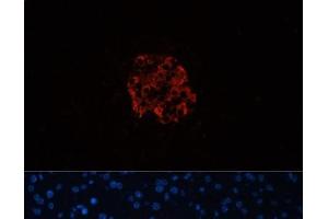 Immunofluorescence analysis of Mouse pancreas using INS Polyclonal Antibody at dilution of 1:100. (Insulin Antikörper)