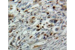 Used in DAB staining on fromalin fixed paraffin-embedded pancreas tissue (EBI3 Antikörper  (AA 21-229))