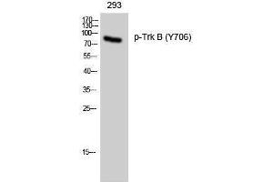 Western Blotting (WB) image for anti-Neurotrophic Tyrosine Kinase, Receptor, Type 2 (NTRK2) (pTyr706) antibody (ABIN3182169) (TRKB Antikörper  (pTyr706))