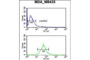 Flow cytometric analysis of MDA-MB435 cells (bottom histogram) compared to a negative control cell (top histogram). (TFPT Antikörper  (N-Term))