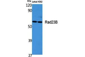 Western Blot (WB) analysis of specific cells using Rad23B Polyclonal Antibody. (RAD23B Antikörper  (N-Term))