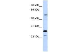 Western Blotting (WB) image for anti-PSMC3 Interacting Protein (PSMC3IP) antibody (ABIN2459129)