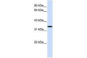 C16ORF78 antibody used at 1 ug/ml to detect target protein. (C16orf78 Antikörper  (Middle Region))