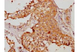 IHC image of ABIN7155996 diluted at 1:200 and staining in paraffin-embedded human testis tissue performed on a Leica BondTM system. (HMGCL Antikörper  (AA 28-325))