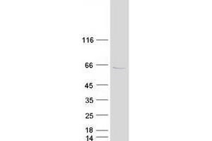 Western Blotting (WB) image for TAF7 RNA Polymerase II, TATA Box Binding Protein (TBP)-Associated Factor, 55kDa (TAF7) protein (Myc-DYKDDDDK Tag) (ABIN2733201)