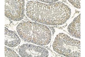Nucleophosmin Mouse Monoclonal Antibody at 1/100 staining rat testis tissue by IHC-P.