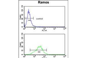 Flow cytometry analysis of Ramos cells (bottom histogram) compared to a negative control cell (top histogram). (RPS9 Antikörper  (C-Term))