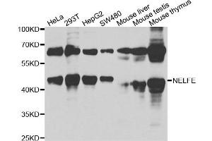 Western blot analysis of extracts of various cell lines, using NELFE antibody. (RDBP Antikörper)