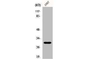 Western Blot analysis of COS7 cells using GCSm-γ Polyclonal Antibody