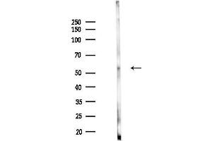 Western blot analysis of lysates from Mouse testis, using Phospho-p53 (Ser15) Antibody at 1/1000 dilution.