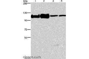 Western blot analysis of 293T, K562, NIH/3T3 and hela cell, using MCM6 Polyclonal Antibody at dilution of 1:500 (MCM6 Antikörper)