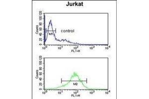 ANR49 Antibody (Center) (ABIN651157 and ABIN2840103) flow cytometric analysis of Jurkat cells (bottom histogram) compared to a negative control cell (top histogram). (ANKRD49 Antikörper  (AA 80-109))