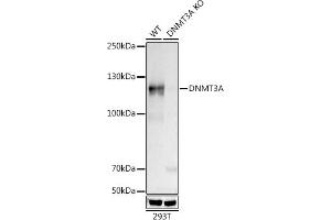 Western blot analysis of extracts from wild type (WT) and [KO Validated] DNMT3A Rabbit mAb knockout (KO) 293T cells, using [KO Validated] DNMT3A Rabbit mAb (ABIN7266806) at 1:500 dilution. (DNMT3A Antikörper)
