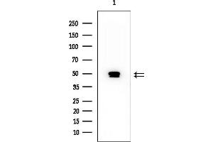 anti-Organic Solute Carrier Partner 1 (OSCP1) antibody