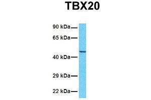 Host:  Rabbit  Target Name:  TBX20  Sample Tissue:  Human HepG2  Antibody Dilution:  1. (TBX20 Antikörper  (N-Term))