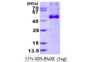 Image no. 1 for Interleukin 12 beta (IL12B) (AA 23-328) protein (His tag) (ABIN1098598)