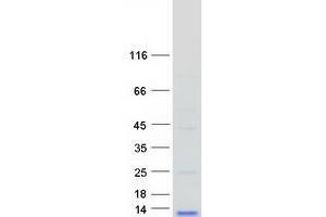 Validation with Western Blot (CCL3L1 Protein (Myc-DYKDDDDK Tag))