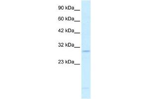 RALY antibody used at 0. (Raly Antikörper  (N-Term))