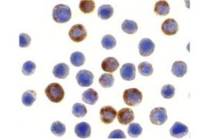 Immunohistochemistry (IHC) image for anti-Baculoviral IAP Repeat-Containing 8 (BIRC8) (N-Term) antibody (ABIN1031417) (ILP-2 Antikörper  (N-Term))