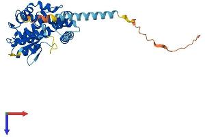 MTX3 Protein (AA 1-312) (His tag)