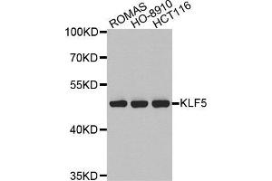 Western blot analysis of extracts of various cell lines, using KLF5 antibody. (KLF5 Antikörper  (AA 1-250))