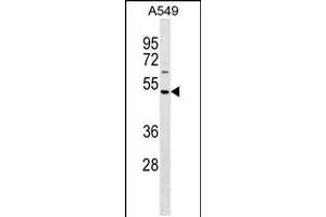 Western blot analysis in A549 cell line lysates (35ug/lane). (NYS48/HAUS8 Antikörper  (N-Term))
