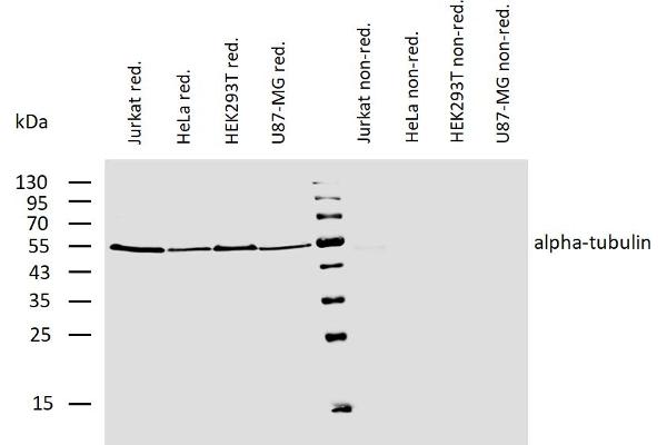 alpha Tubulin Antikörper  (Biotin)