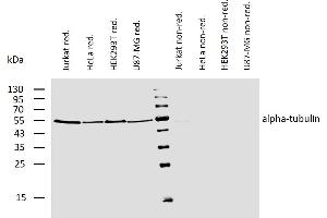 Western blotting analysis of human alpha-tubulin using mouse monoclonal antibody TU-01 on lysates of various cell lines under reducing and non-reducing conditions. (alpha Tubulin Antikörper  (Biotin))