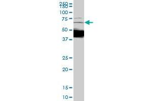 DCP1A monoclonal antibody (M01), clone 2D12.