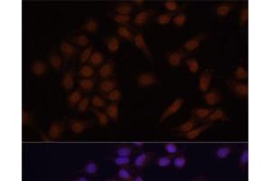 Immunofluorescence (IF) image for anti-PR Domain Containing 14 (PRDM14) antibody (ABIN7262349)