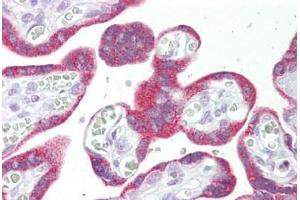 Anti-MSI2 antibody IHC staining of human placenta.
