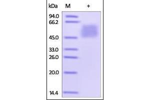 Human B7-H4, His Tag on SDS-PAGE under reducing (R) condition. (VTCN1 Protein (AA 29-258) (His tag))
