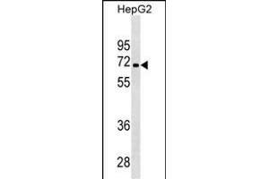 PDK3 Antibody ABIN1539888 western blot analysis in HepG2 cell line lysates (35 μg/lane). (PDK3 Antikörper)