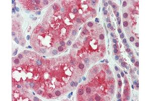 Anti-SLC44A2 antibody IHC of human kidney. (SLC44A2 Antikörper  (Internal Region))