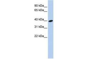 Image no. 1 for anti-ADP-Ribosylation Factor-Like 13B (ARL13B) (AA 252-301) antibody (ABIN6741176) (ARL13B Antikörper  (AA 252-301))